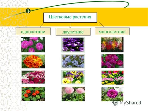Типы цветов: однолетние, многолетние и двулетние