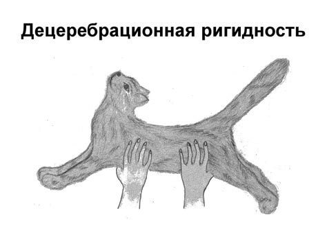 Тоническая активность глазных мышц