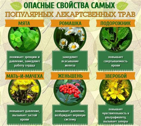 Травы и растения для роста волос