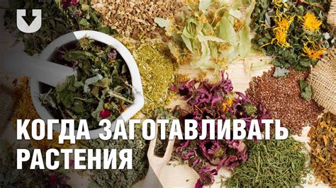 Травы и растения при глистах