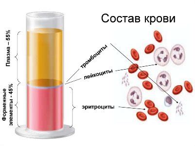 Транспортировка кислорода и питательных веществ