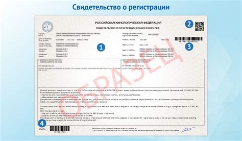 Требования для получения РКФ регистрации