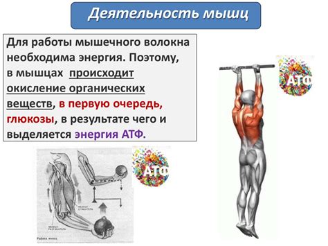 Третий этап: гармонизация движений и укрепление мышц