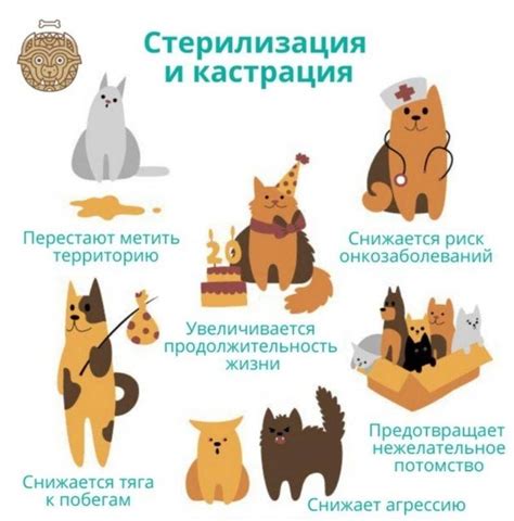 Третья причина: стерилизация или кастрация