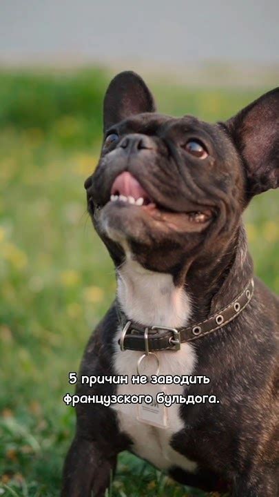 Трудности с дыханием: одна из важных причин не заводить французского бульдога