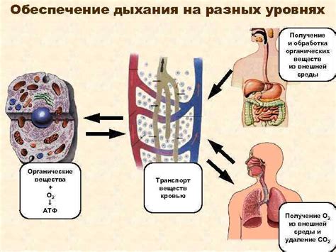Тяжелое дыхание: что его вызывает