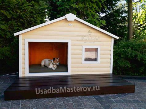 Убежище и удовлетворение: собаки и домашний комфорт