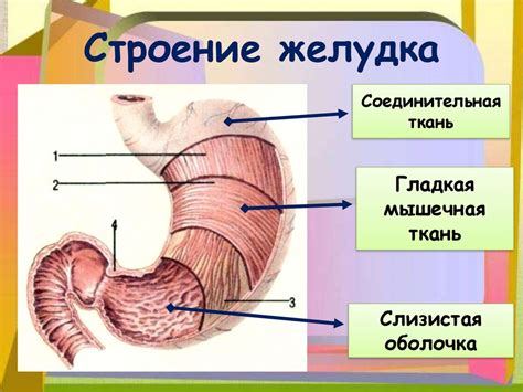 Увеличение объема жидкости в желудке стимулирует стенки