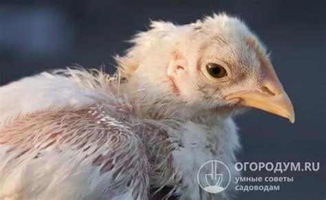 Увлажнение перьев и удаление паразитов