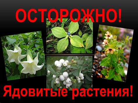 Угроза в доме: ядовитые растения