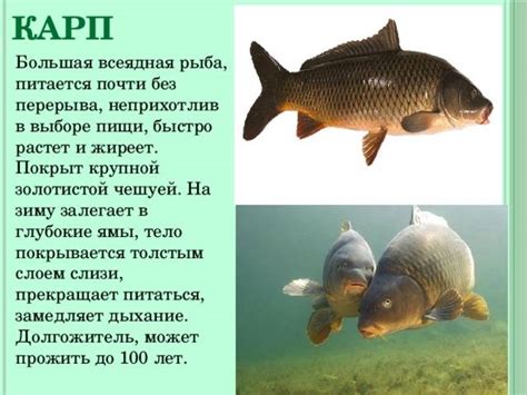 Угроза для карпов и их среды обитания