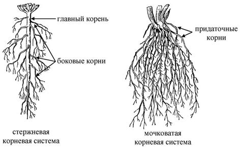 Удаление корневых частей