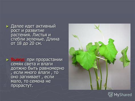 Удаляем лишние листья и стебли