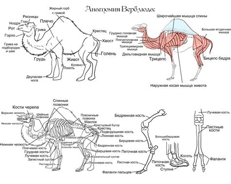 Удивительная анатомия верблюда