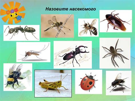Удивительный мир древних насекомых