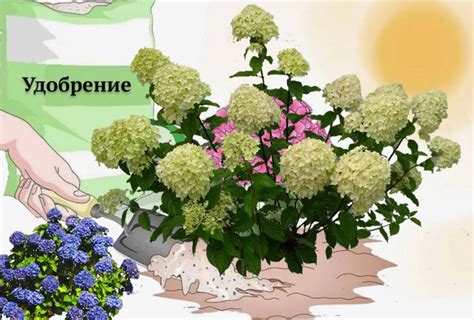 Удобрение и подкормка гортензии
