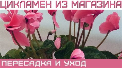 Удобряйте регулярно