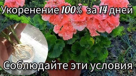 Укоренение пеларгонии: основные этапы