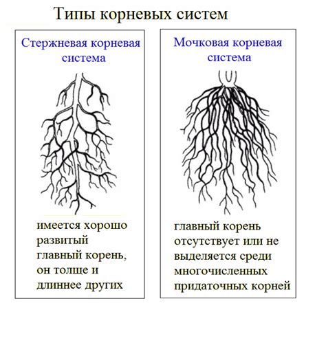 Укрепление корневой системы и стеблей