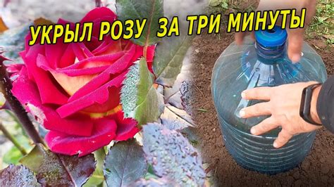 Укрытие стволов роз на зиму