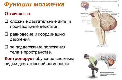 Улучшает равновесие и координацию