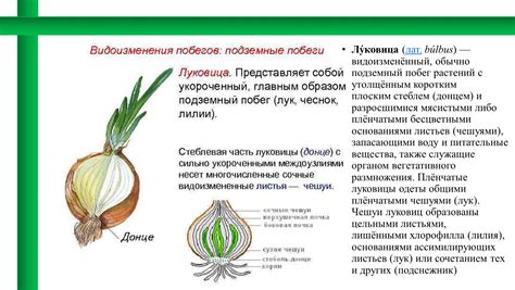 Улучшение питания волосяных луковиц
