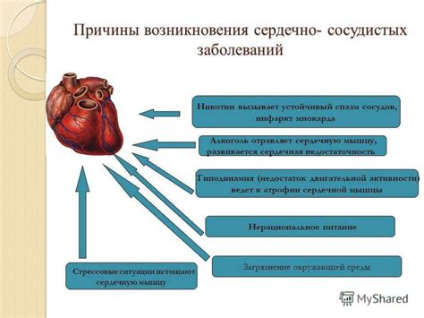 Улучшение сердечно-сосудистой системы