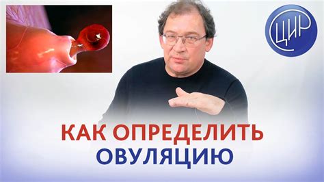 Ультразвуковое исследование и определение овуляции