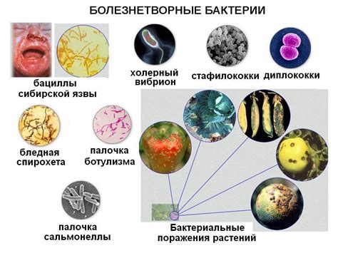 Ультрафильтрация: борьба с вредными бактериями и вирусами в воде