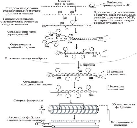 Уменьшение синтеза коллагена