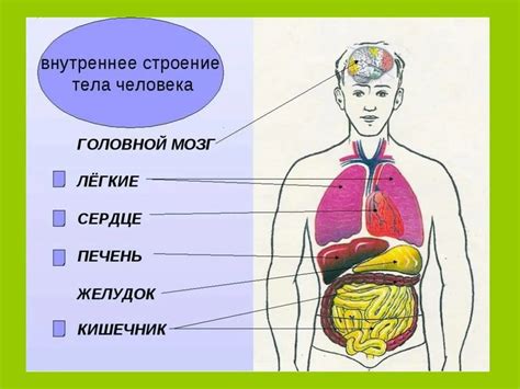Уникальное строение организма