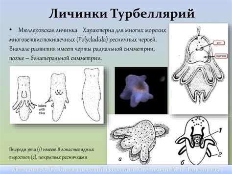 Уникальность морских беспозвоночных