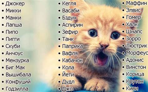Уникальные имена, подходящие для самого милого котика