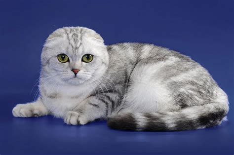 Уникальные особенности и привлекательность вислоухих кошек