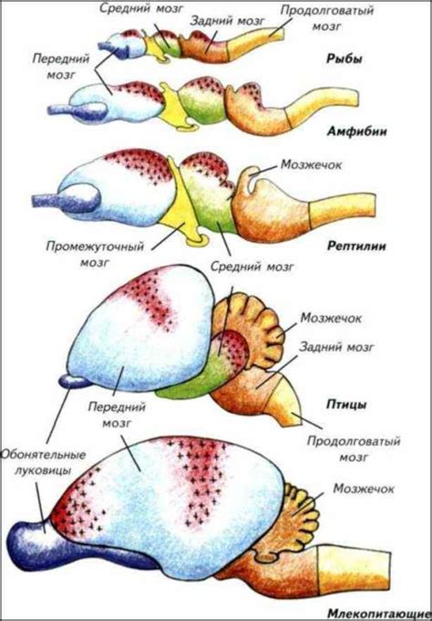 Уникальные особенности развития переднего мозга у земноводных
