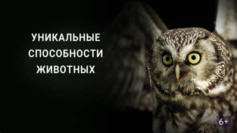 Уникальные способности домовенка