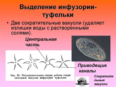 Уникальные характеристики инфузории туфельки
