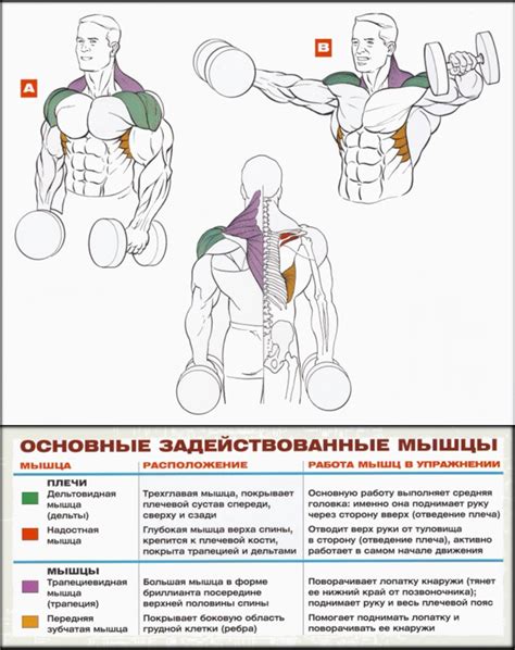 Упражнение "Разводка гантелей в стороны"