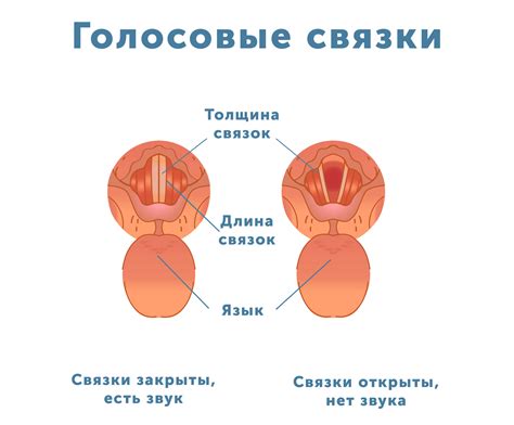 Упражнения для развития голосовых связок