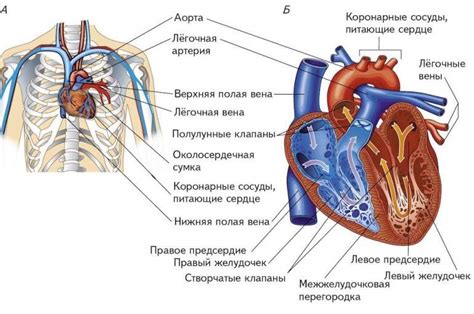 Усиленное загружение сердца