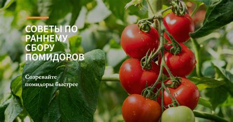 Ускорение созревания помидоров: методы и советы для дома
