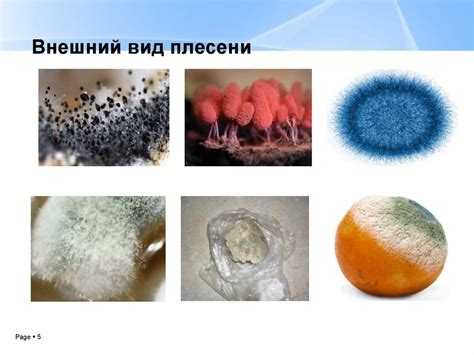 Условия, способствующие появлению черной плесени
