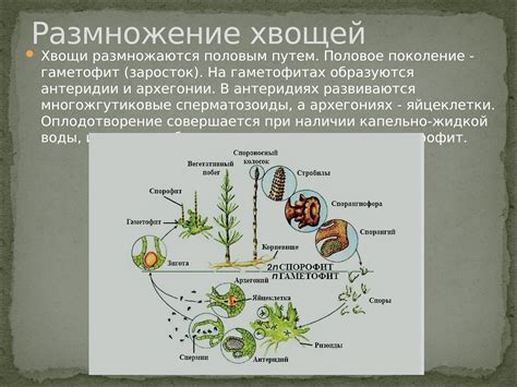 Условия содержания для успешного размножения