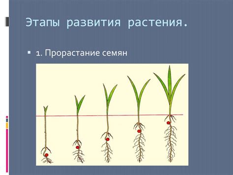 Успешный рост и развитие растений