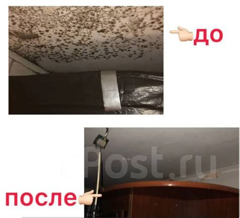 Устранение плесени и грибка