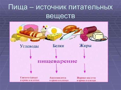 Утка: природный источник питательных веществ