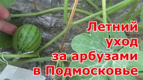 Уход за арбузами