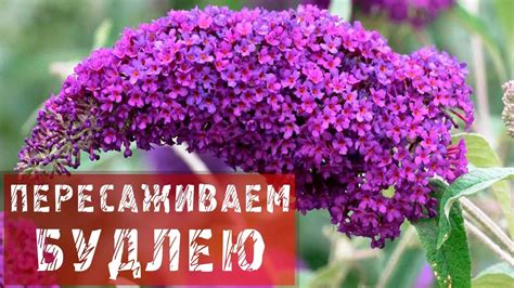 Уход за будлеей весной: секреты успешного укоренения и подкормки