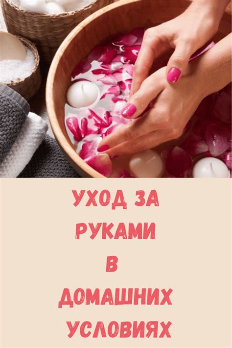 Уход за вербой в домашних условиях