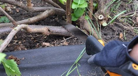 Уход за вербой на огороде: полив, подкормка и обрезка